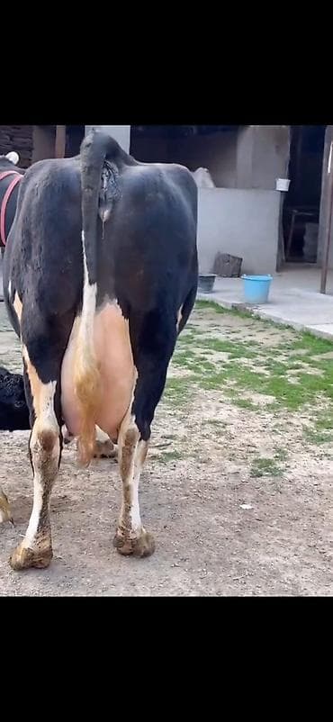 qara mal: Südlük inək və balası - Cins: qara‑ağ (Holştin tipli) süd istiqamətli — 4