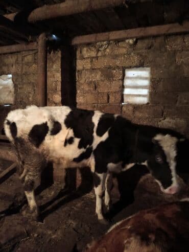 cins ineklerin qiymeti: Satılır: süd və ət istiqamətli mal-qara - 1 baş alaca inək: qara-ağ — 2