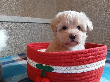 norka heyvan: Maltipu F1 – krem rəngli, buruq tüklü - Cins: kiçik ölçülü dekorativ — 2