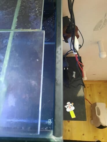 çöl qazı haqqında məlumat: Şüşə akvarium komplekti - Ölçü: təxmini uzunluq 1.10 hundurluyu 50 — 4