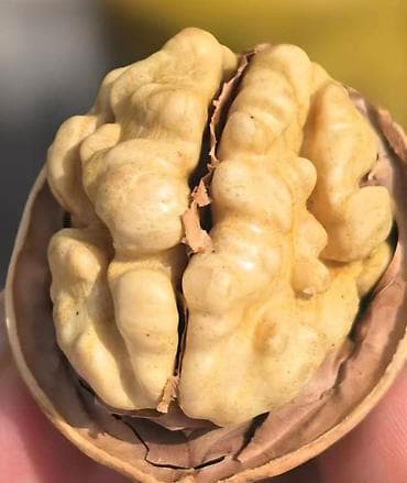 Yaxşı Qoz var satışda. kq - 3.80₼. Keyfiyyətli məhsuldur. Nazik