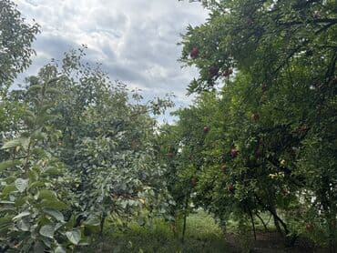 divar kağızları: Məhsul: Meyvə bağı Təsvir: - Şəkillərdə müxtəlif meyvə ağacları olan — 2