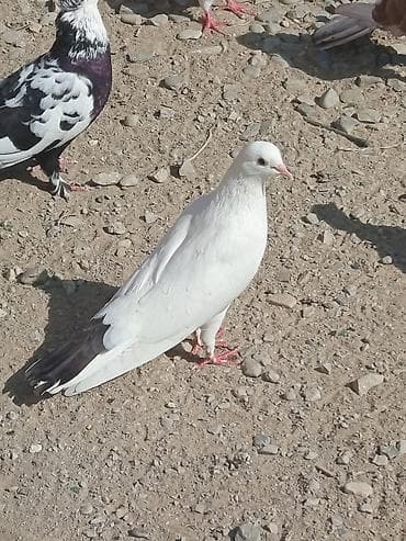 amadin qusu: Məhsul: Göyərçinlər (ağ və ağ-qara rəng çalarları) Təsvir: - — 2