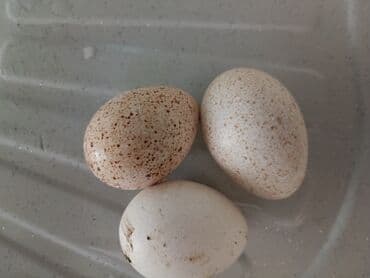 Volkswagen: Məhsul: Amerika Bronz Hindushka yumurtasi — 1