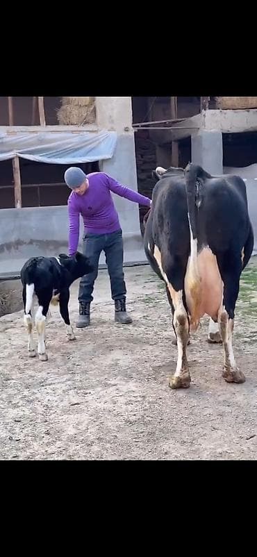 qara mal: Südlük inək və balası - Cins: qara‑ağ (Holştin tipli) süd istiqamətli — 6