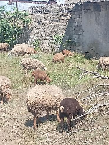 ev heyvanlar: Qoyun sürüsü satılır - Növ: yerli ətlik-yunlu qoyunlar (qarışıq — 4