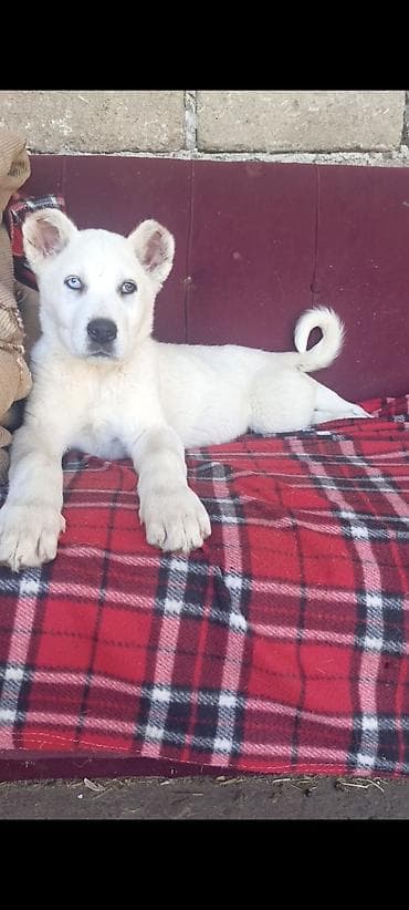 pitbul satanlar: 2 ay, Dişi — 2