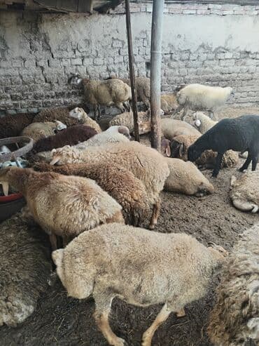 Quzu: 18-22kq arası erkək quzulardı hamısı — 3