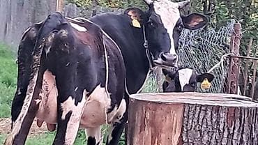 simmental inək satılır: Dişi, Simental, il: 3, 550 kq — 8