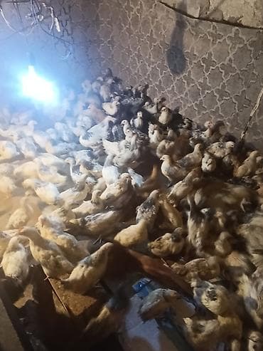 toyuq: Toyuq cücələri, Ətlik — 7