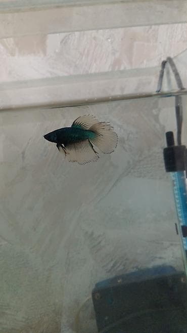 Betta (Petuşok balığı), Ünvandan götürmə lalafo.az -da Betta (Petuşok balığı), Ünvandan götürmə