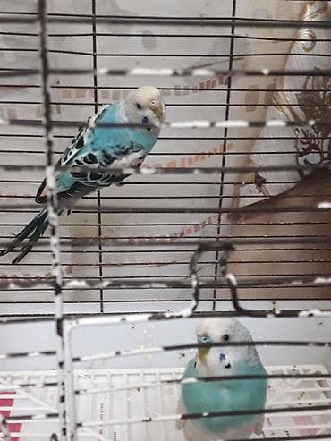 it davasi 2019: Hazır cüt — 3