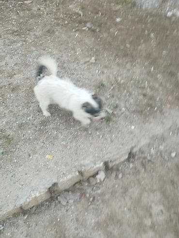 pudel itləri: Pudel, 1 il, Erkek, Cütləşmə üçün, Ödənişli çatdırılma — 5
