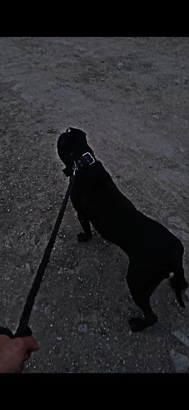 тап аз кошки: Pitbull 1 yaş 5 ay erkək — 1