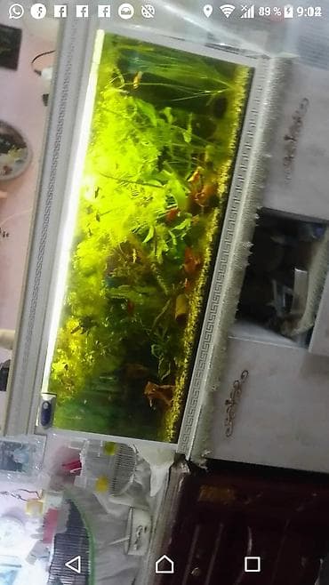 Quşlar: Bitki akvariumu və balıq komplekti - 115/50/45 ölcüsü bütün zbor və — 2