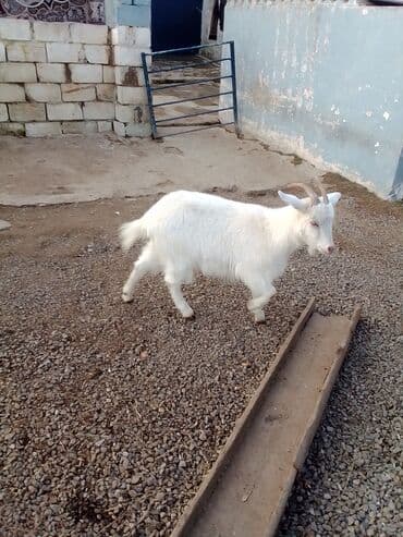 Коровы, быки: Boğazdır dişi sani çəpiş satılır istəyən olsa yazsın video sun atım — 10