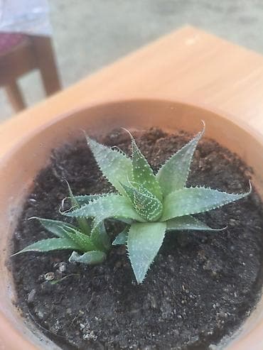 topaq: Sukulenti bitki – Haworthia (aloe-vari tip), kiçik gil dibçəkdə — 2