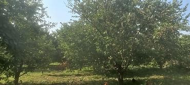 cilədağı bitkisi: Meyvə bağı – müxtəlif meyvə ağacları ilə əkilmiş həyətyani sahə — 6