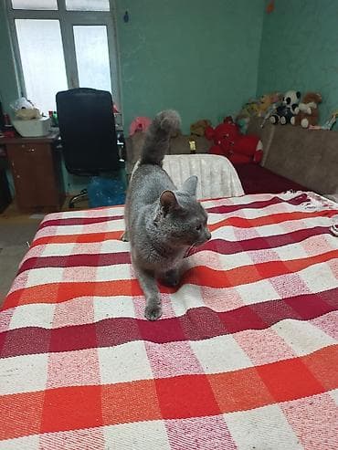 pisiyler: Şotland — 3