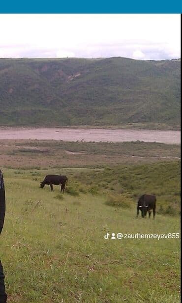 ismayıllıda satılan evlər: 6 otaqlı, 150 kv. m, Orta təmir — 20