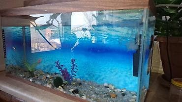tap az akvarium: Akvarium qapalıdır, qalın şüşədən hazırlanıb. Həcmi:40 litr Dekorlar — 2