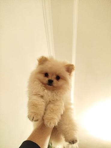 heyvan bazari itler: Şpitz, 2 ay, Erkek, Ünvandan götürmə — 2