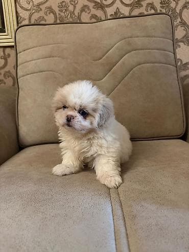 bala it sekilleri: Pekines, 2 ay, Peyvəndli, Ünvandan götürmə, Pulsuz çatdırılma, Ödənişli çatdırılma — 6