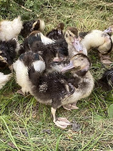 en yaxsi bugda sortu: Musk ördəyi (indo duck) cücələri - Cins: Muskoviy (misk ördəyi) – — 1