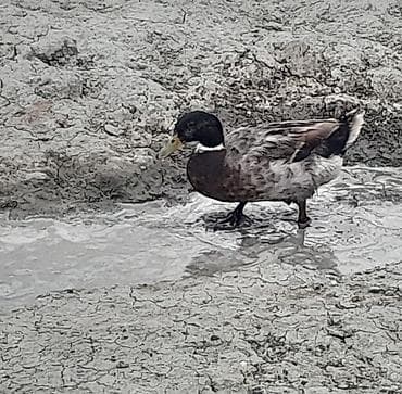 lal ördey: Salam Allah hamının malına çülkünə bərəkət versin təmiz yaşılbaş — 4
