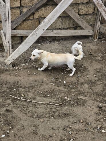 it şəkilləri: Zvanok, çubuş – qarışıq rənglərdə (krem, ağ, boz). Yeməyə — 8