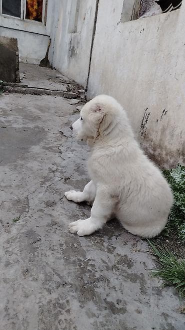 xaski ag: Ağ tüklü bala it – iri cins. - Qalın, sıx və yumşaq ağ kürk - Tünd — 5