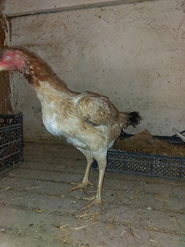 Куриные цыплята, Для разведения