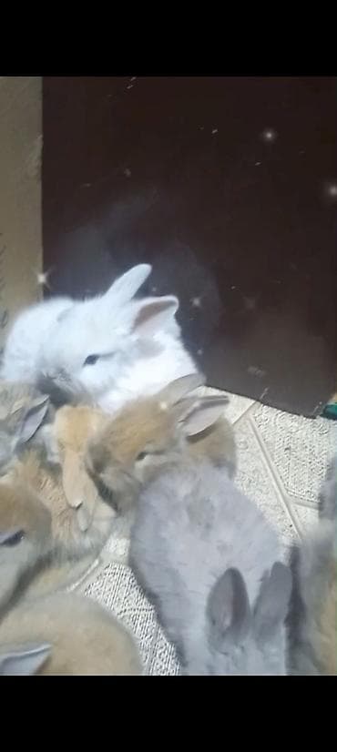 Akvariumlar: Cins ve yerli dovşan balalari. Böyuyen ve boyumeyen. Tek ve top — 2