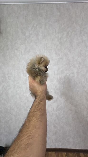 şpiç iti: Şpitz, 2 ay, Dişi, Peyvəndli — 4