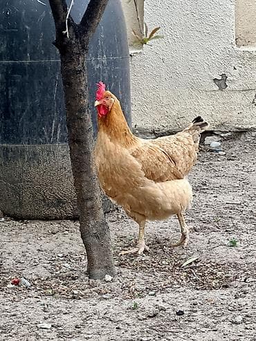 kend toyuqlari: Toyuq, Yumurtalıq — 4