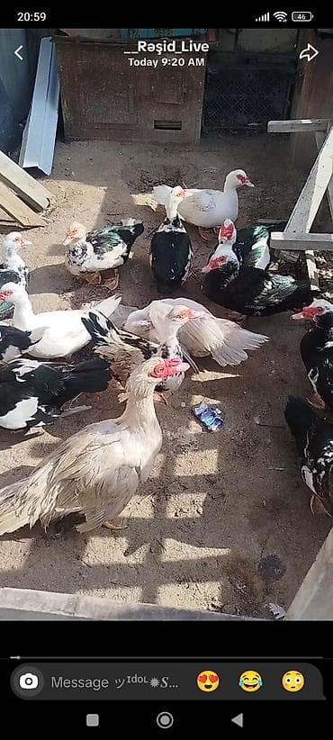 unicorn sekilleri: Satılır: muskus ördəkləri (indoutka) - Növ: Muskus (hind) ördəyi - — 1