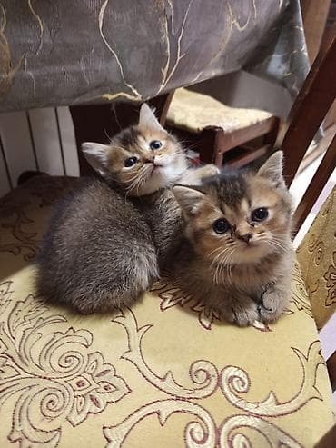 Britan lalafo.az -da Britan