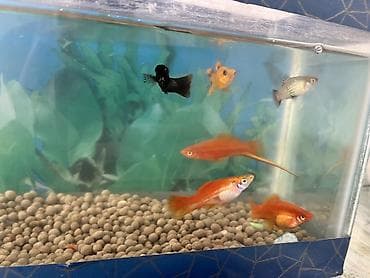 bildircin eti satisi: Dördbucaq akvarium, Balıqlarla birlikdə, 7 l, Ünvandan götürmə, Ödənişli çatdırılma — 10