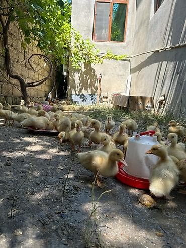 ordey balası: 15 günlüy 85 ədəd PEKİN ördəy balalarıdı hamsı tam sağlamdı — 6
