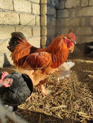 Akvariumlar: Xoruz, Brama, il: <1, Ünvandan götürmə — 4