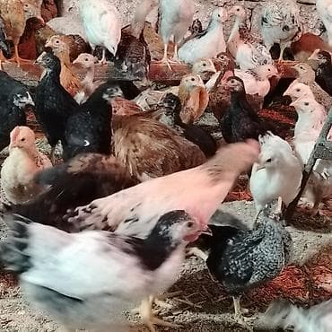 yetim quzular: Toyuq cücələri, Damazlıq, Ünvandan götürmə — 7