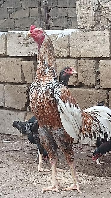 Heyvanlar üçün mallar: Mayalı Pileymut Heyratı yumurtaları satılır isdeyen vacapdada elaqe — 1