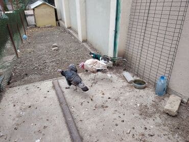 hinduşqa yumurtası: Dişi, Damazlıq, Ödənişli çatdırılma — 3