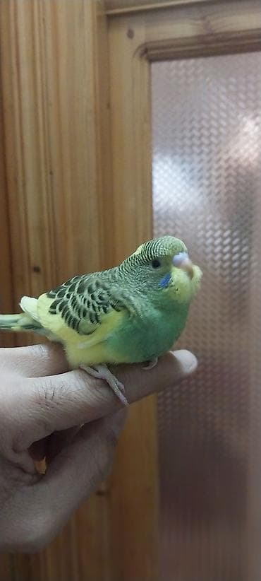 haski balası: Tutuqusu ( papuqay ) . 45 gunluk balalar. Saglam vitaminlerler — 1