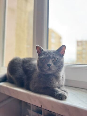 русская голубая кошка баку: Britan, Yaxşı əllərə — 2