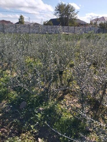 dekor ağaç: Məhsul: Zeytun ağacları (meyvəli) Təsvir: - Şəkillərdə göstərilən — 10