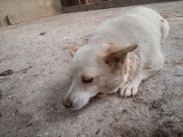 bakıda it satışı: Tam sağlam it satlır — 2