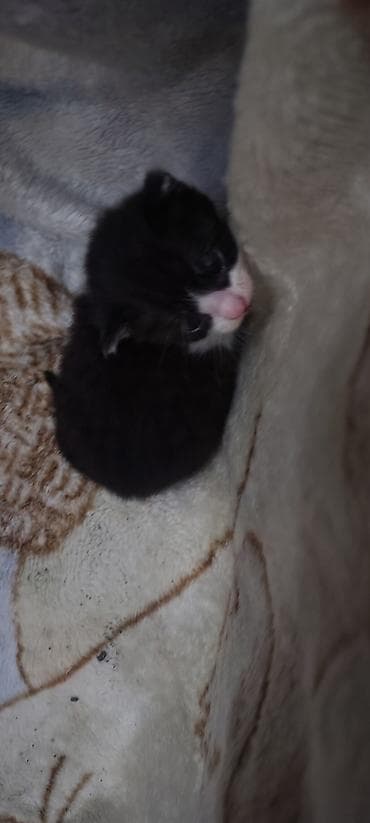 hazir yuva: Erkək, Yaxşı əllərə, Ünvandan götürmə — 3