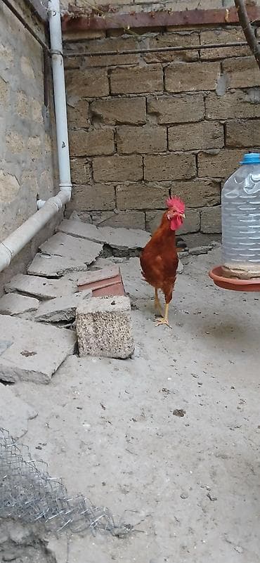qus: Məhsul: Xoruzlar və toyuqlar (qarışıq rəngli yerli/hibrid cinslər) — 2