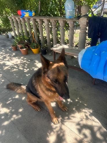 it xaski: Alman çoban iti — 4